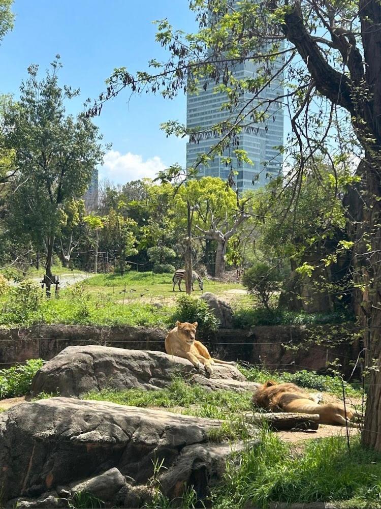 Reifa宿泊動物園前2 Osaka Exterior photo